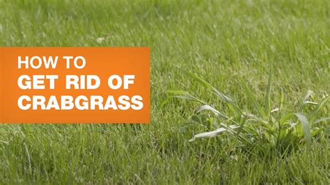 How To Get Rid Of Crabgrass Youtube