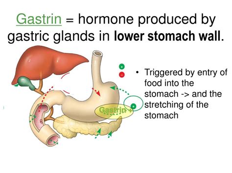 Ppt Hormonal Control Of Digestion Powerpoint Presentation Free