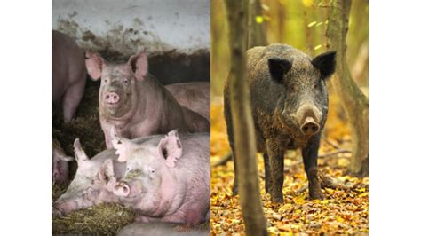 5 Ways Pigs And Boars Differ From Each Other Price Of Meat