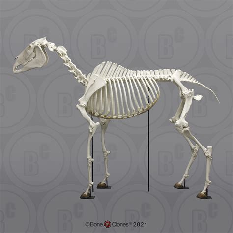 Articulated Horse Skeleton Bone Clones Inc Osteological Reproductions