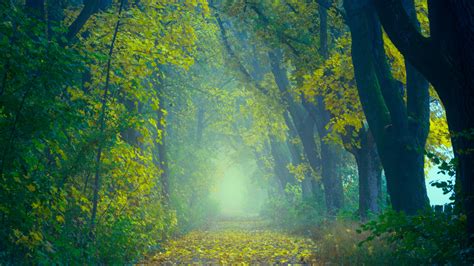 Wallpaper Autumn Path Fog Foliage Blur Forest Hd