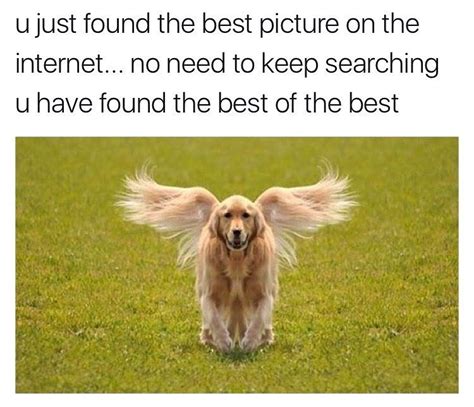 Enjoy our animal memes collection! 19 Funny Saturday Meme That Make You Laugh | MemesBoy