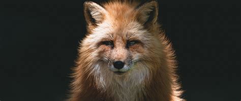 Download Wallpaper 2560x1080 Fox Red Glance Animal Predator Dual