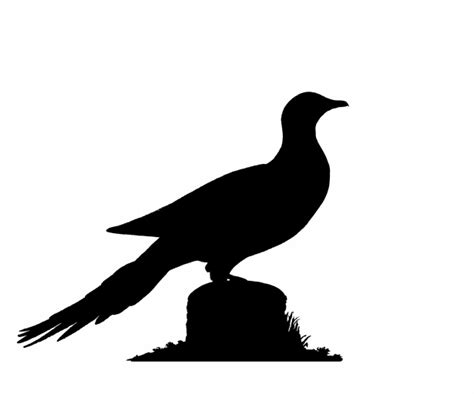Pigeon Silhouette Clipart Free Stock Photo Public Domain Pictures