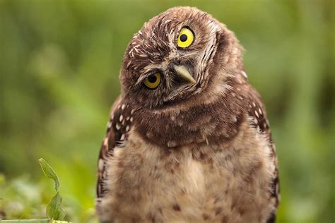 10 Fascinating Facts About Owls Not Many People Know WorldAtlas