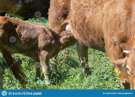 Calf Drinking Milk From Its Mother S Udder A Brown Cow Suckling Her