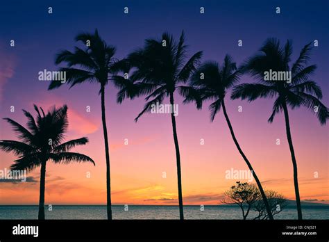 Palm Trees At Sunset Maui Hawaii Stock Photo Alamy