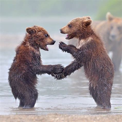 Brown Bear Cubs Playing Photograph By ©nikolai Zinoviev