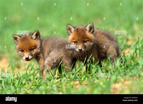 Red Fox Vulpes Vulpes Puppies Stock Photo Alamy