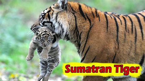 Sumatran Tiger Facts Habitat Size And Threats Youtube