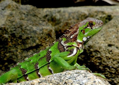 图片素材 性质 野生动物 绿色 爬虫 关 动物群 爪 绿蜥蜴 特写 脊椎动物 生物 龙 加勒比 鳞状 蛇