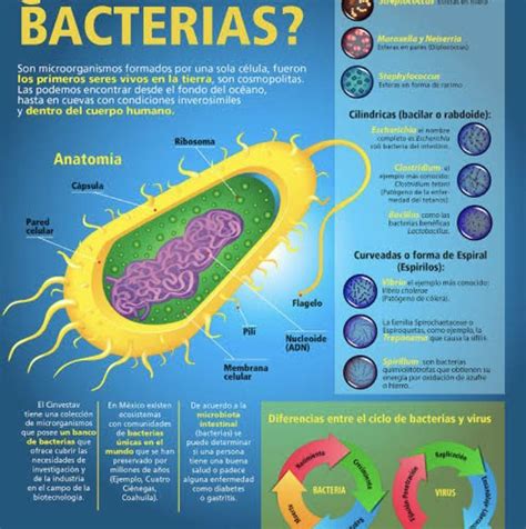 Una infografía sobre las bacterias Brainly lat