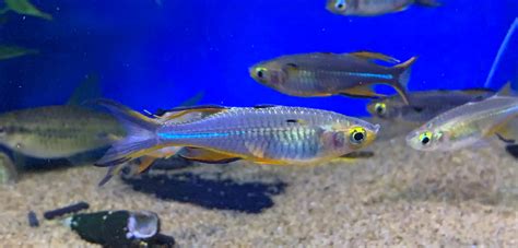 Celebes Rainbowfish Marosatherina Ladigesi