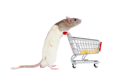 Degu Shop | Rabbit Shop | Chinchilla Shop | Rat Shop | Minipetz Shop