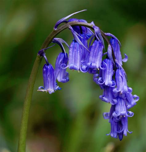 Rare True Wild English Bluebell Hyacinthoides Scilla Non Scripta 25 Seeds