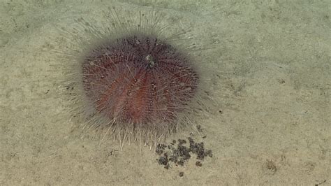 Urchin Poop In The Deep Sea Connecting To The Surface Océano Profundo