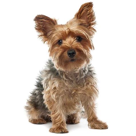 Yorkshire Terrier Dog Breed Profile Personality Facts