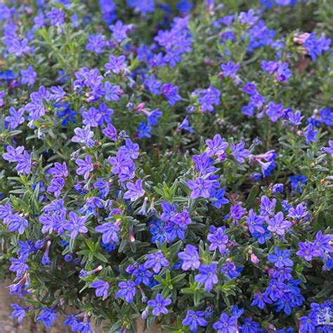 Lithodora Diffusa Heavenly Blue Steenzaad