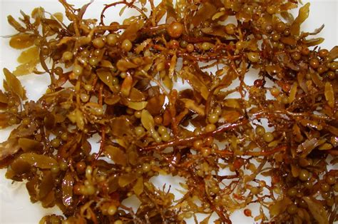 Whats Driving The Huge Blooms Of Brown Seaweed Piling Up On Florida