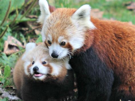 First Red Panda Cub In 18 Years For Belfast Zoo Zooborns
