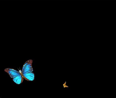 Beautiful Butterflies S