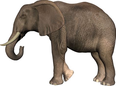 African Elephant Png Png Image Collection