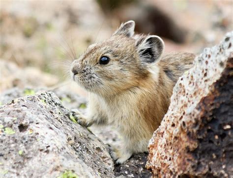 A Little Pika Peers Out From The Alpine Talus Photograph By Derrick Neill