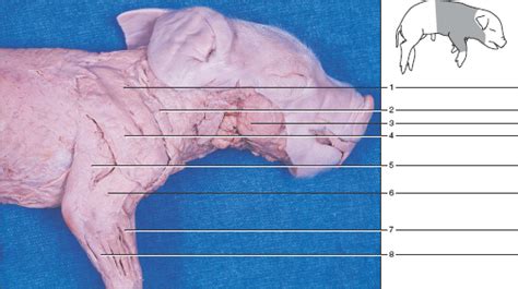 Fetal Pig Muscle Diagram