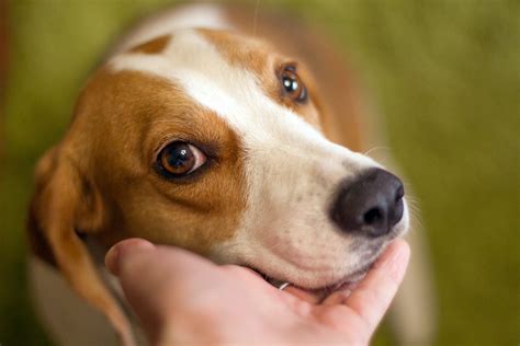 Stop Beagle Barking Expert Tips 2023