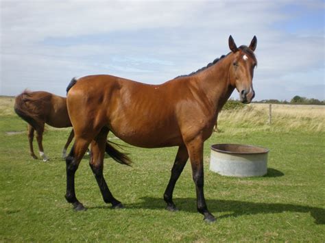 show jumping selle francais horses  sale  de vie breeding farm