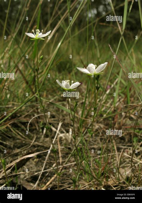 Pearlwort High Resolution Stock Photography And Images Alamy