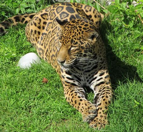 Hd Wallpaper Jaguar Big Cat Carnivore Feline Resting Portrait