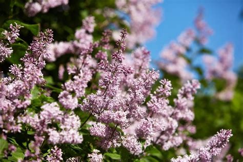 You could also add other dried flowers. How Long Do Lilac Blooms Last? (And How to Make Them Last ...