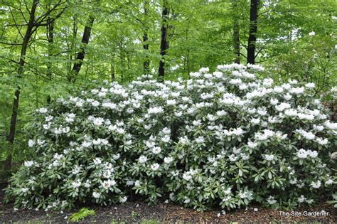 Rhododendron Anna Hall Hess Landscape Nursery Finleyville Pennsylvania