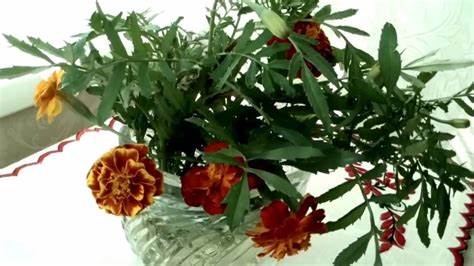 Диета печень лечат УЛУЧШАЮТ ЗРЕНИЕ, ПСОРИАЗ, ПЕЧЕНЬ, ПОДЖЕЛУДОЧНУЮ ЛЕЧАТ БАРХАТЦЫ НАРОДНАЯ УЛУЧШАЮТ ЗРЕНИЕ, ПСОРИАЗ, ПЕЧЕНЬ, ПОДЖЕЛУДОЧНУЮ ЛЕЧАТ БАРХАТЦЫ НАРОДНАЯ Диета печень лечат