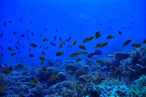 Premium Photo Coral Reef Background Underwater Marine Life Ecosystem