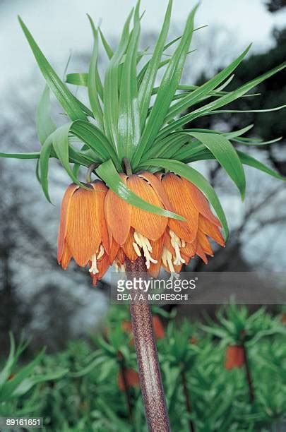 Fritillaria Imperialis Photos And Premium High Res Pictures Getty Images