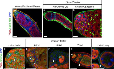 Figure 2 From The Jak Stat Target Chinmo Prevents Sex Transformation Of