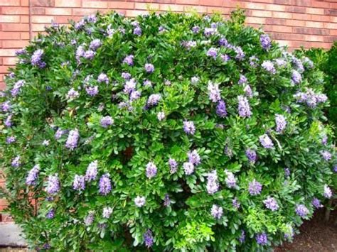 Drought Resistant Texas Mountain Laurel Sophora secundiflora  home
