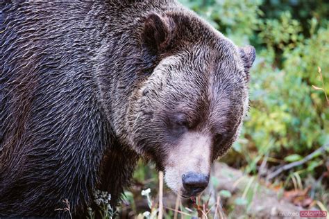 Grizzly Bear Close Up Banff National Park Canada Royalty Free Image