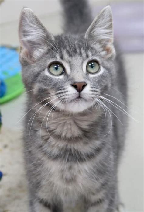 Hi I M Smudge I M A Month Old Gray Blue Or Silver Tabby Domestic Short Hair Gatos