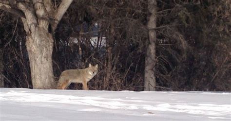 City Reminds Public Of More Frequent Coyote Sightings During Winter