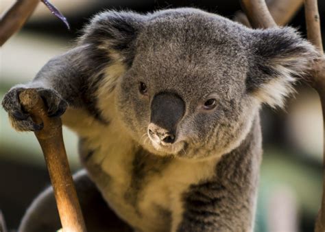 17 Koala Bear Wallpapers Hd Free Download