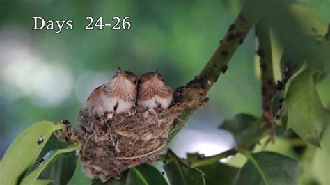 Hummingbird Babies Birth To Fledging The Nest 2~first Flight~amazing
