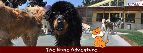 Share to twitter share to facebook share to pinterest. The Bone Adventure | Orange County Dog Daycare, Boarding ...