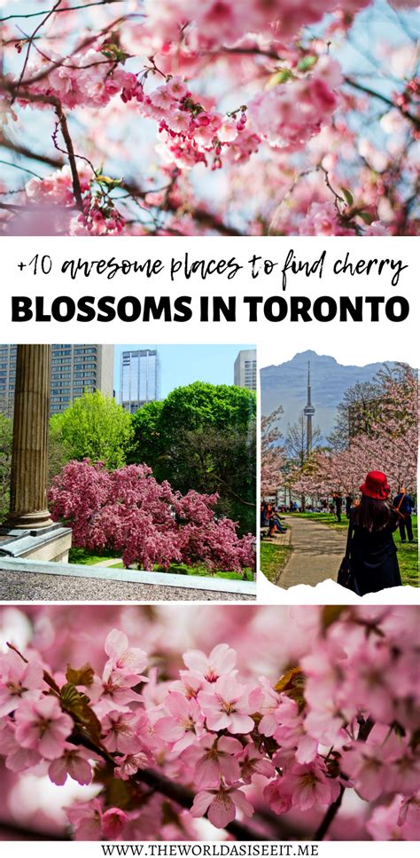 10 Places To See Cherry Blossoms In Toronto Artofit