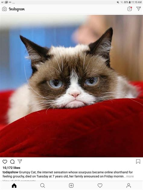 Pin By Lorie Gasper On Gone Never Forgotten Grumpy Cat Good Grumpy