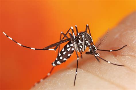 First West Nile Virus Positive Mosquitoes Found In Dauphin County