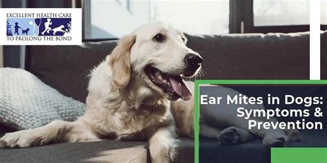 Ear Mites In Dogs Symptoms And Prevention Richmond Valley Veterinary