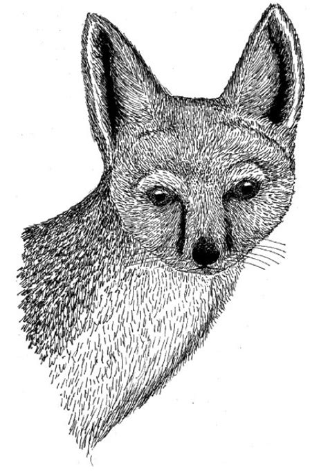 Swift Fox Drawing At Explore Collection Of Swift